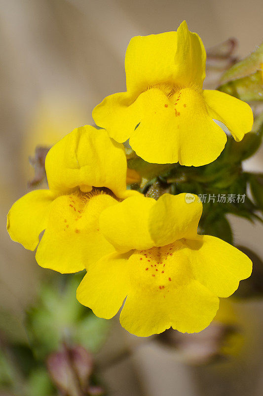 闭猴花的特写，Mimulus gttatus